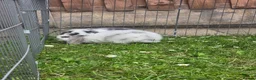 Mini Lop rabbits for sale: Mini Lops **2x boys left** - Advert 4