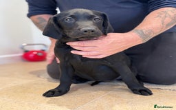 Labrador Retriever dogs for sale: 🩷Two Girls🩷 Fully Vaccinated-KC Labrador Puppies in Launceston - Image 8