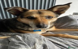 Mixed Breed dogs for adoption: Meet Lima, currently residing in North Wales - Image 4