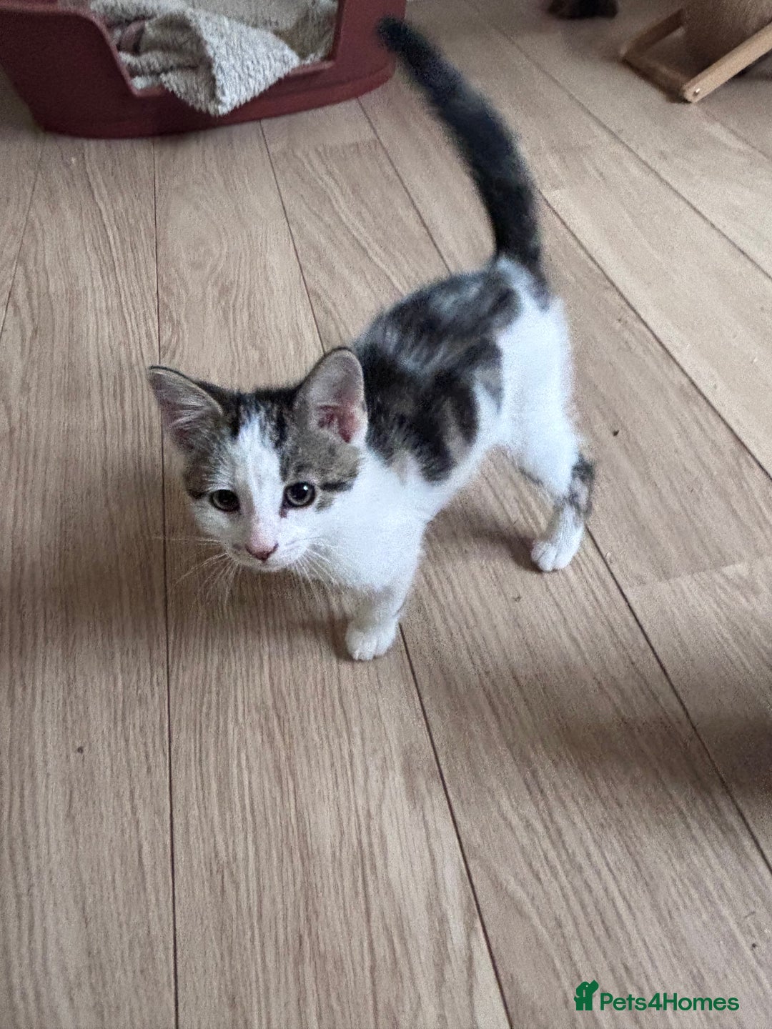 Mixed Breed cats for sale: Male kitten ready for his forever home.  - Image 10