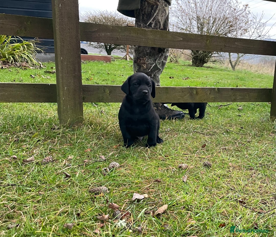 Labrador Retriever dogs for sale: Big Bold Lab Pups - Health Tested Parents  - Advert 17