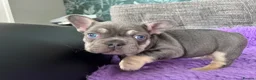 French Bulldog dogs for sale: STUNNING FRENCH BULLDOG PUPPIES - Advert 8
