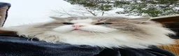 Ragdoll cats for sale: 4 European babies. Champion lines. Tica registered - Advert 18
