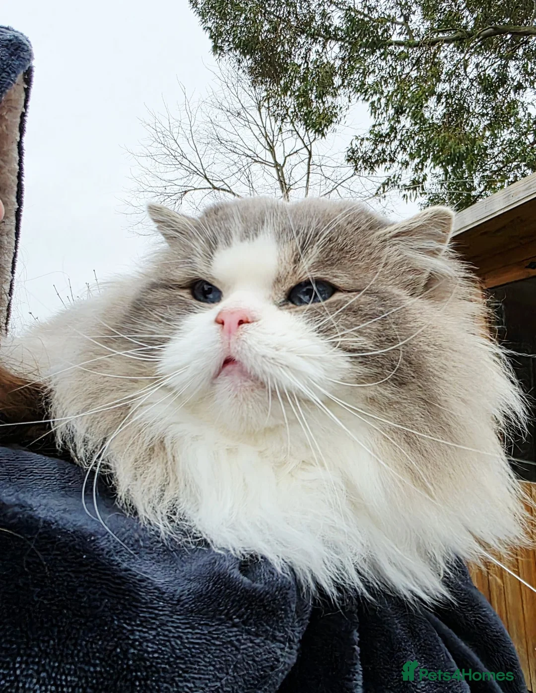 Ragdoll cats for sale: 💓please read🩵🏆European Champion lines 💫Tica - Advert 38