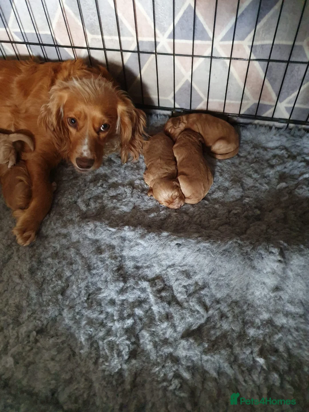 Miniature Poodle dogs for stud: Red K.C reg Miniature Poodle 4 Stud HEALTH TESTED in Chesterfield - Advert 14