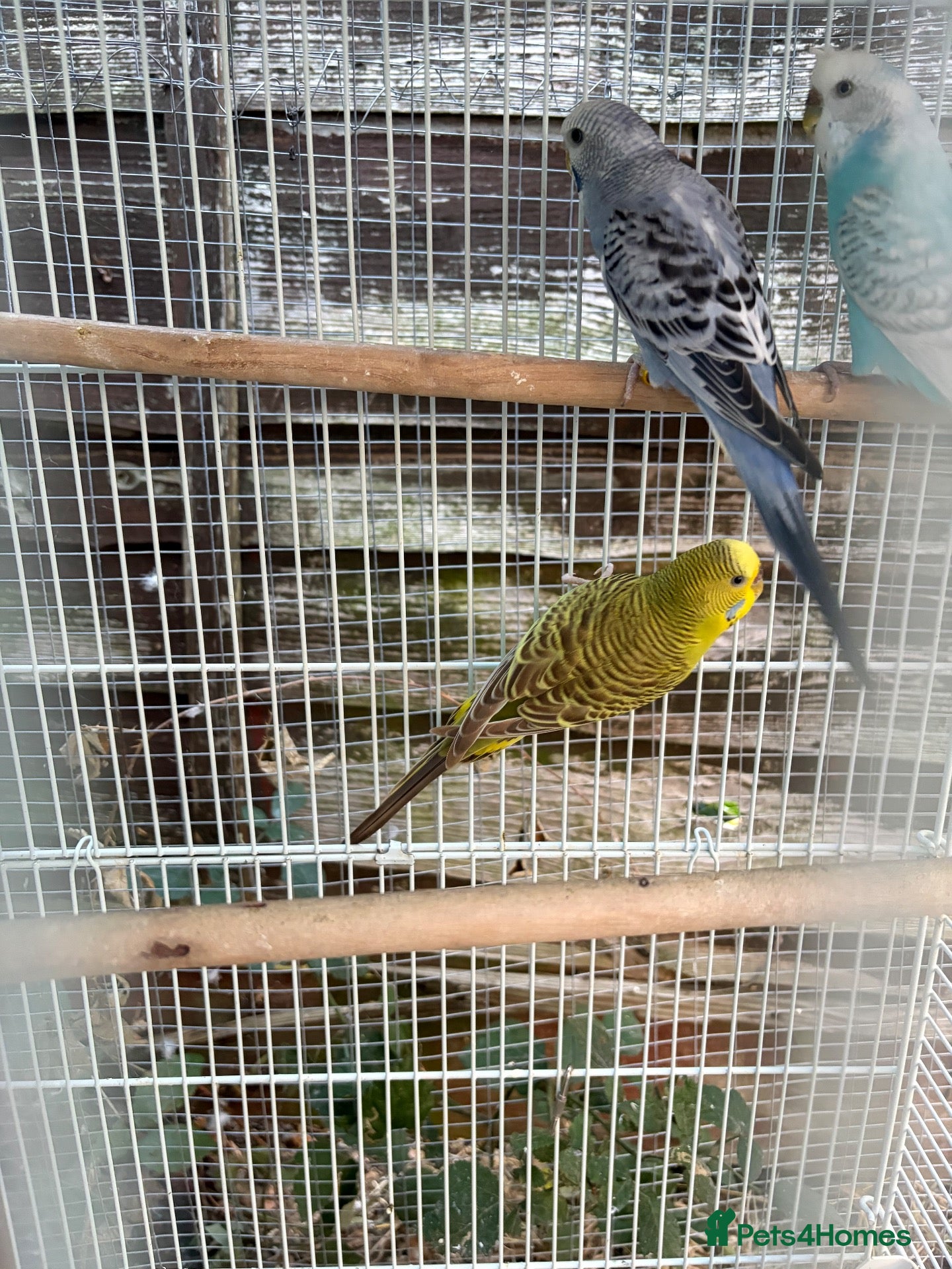 Budgerigars birds budgies  - Advert 2