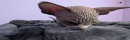 Sphynx cats for sale: ***TICA ACTIVE*** - PURE BREAD SPHYNX - AVAILABLE - Advert 22