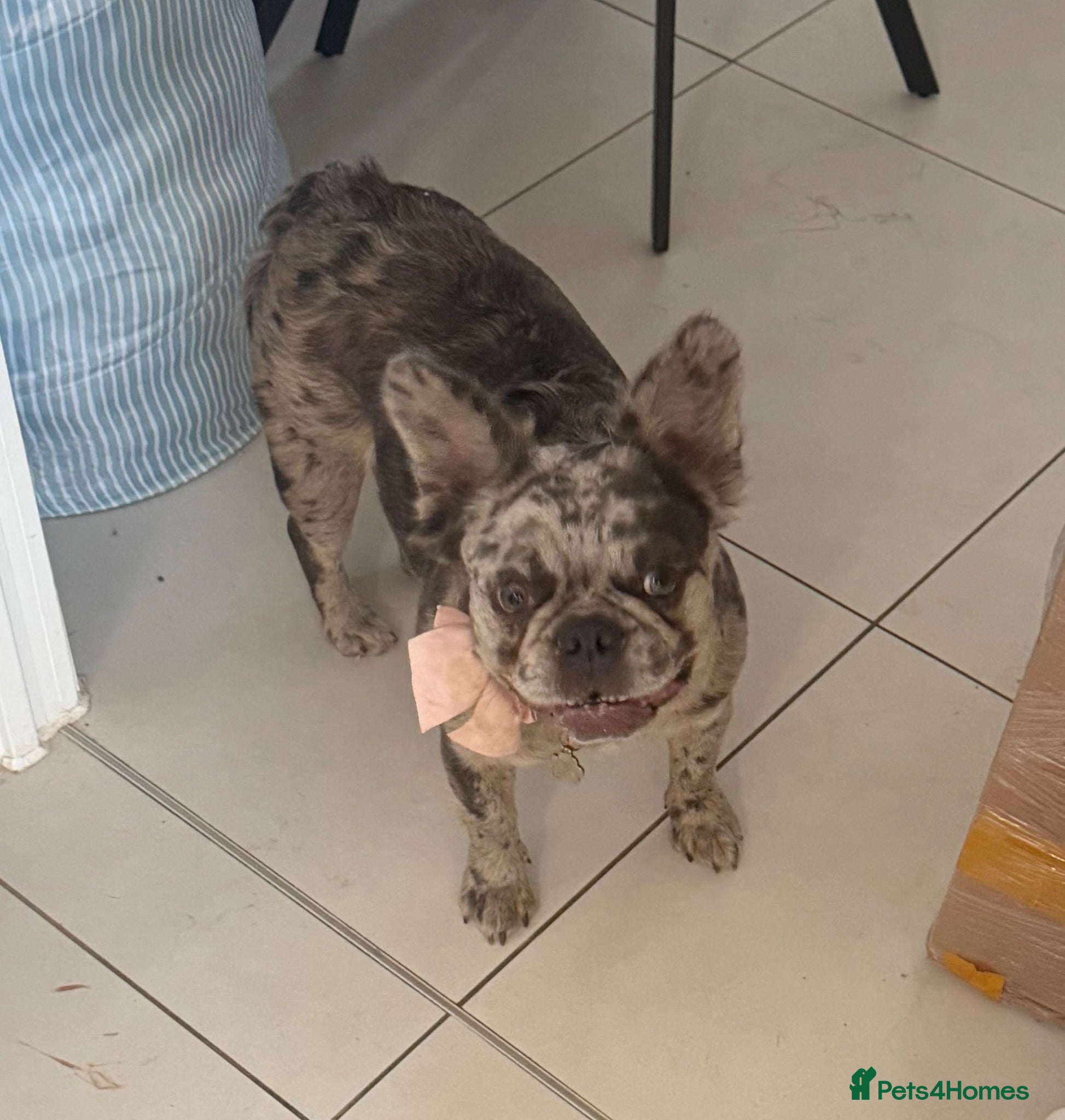 French Bulldog dogs 10 month old fluffy frenchie - Advert 5