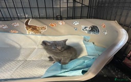 Mixed Breed cats for sale: 1 male still available  in Witney - Image 17