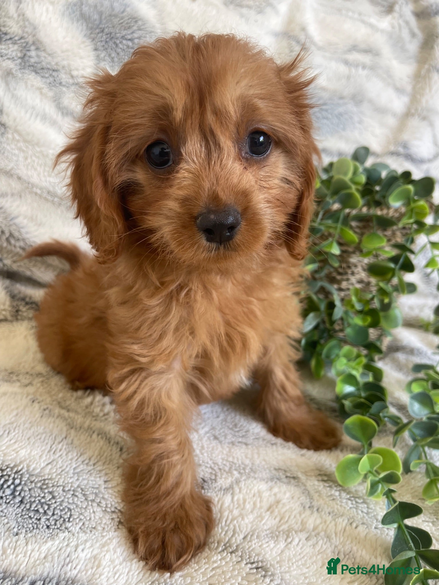 Cavapoo dogs THERAPY RAISED DNA TESTED CAVAPOOS  - Advert 2