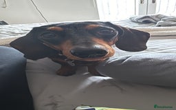 Miniature Dachshund dogs for sale: Miniature dachshund puppies - Image 18
