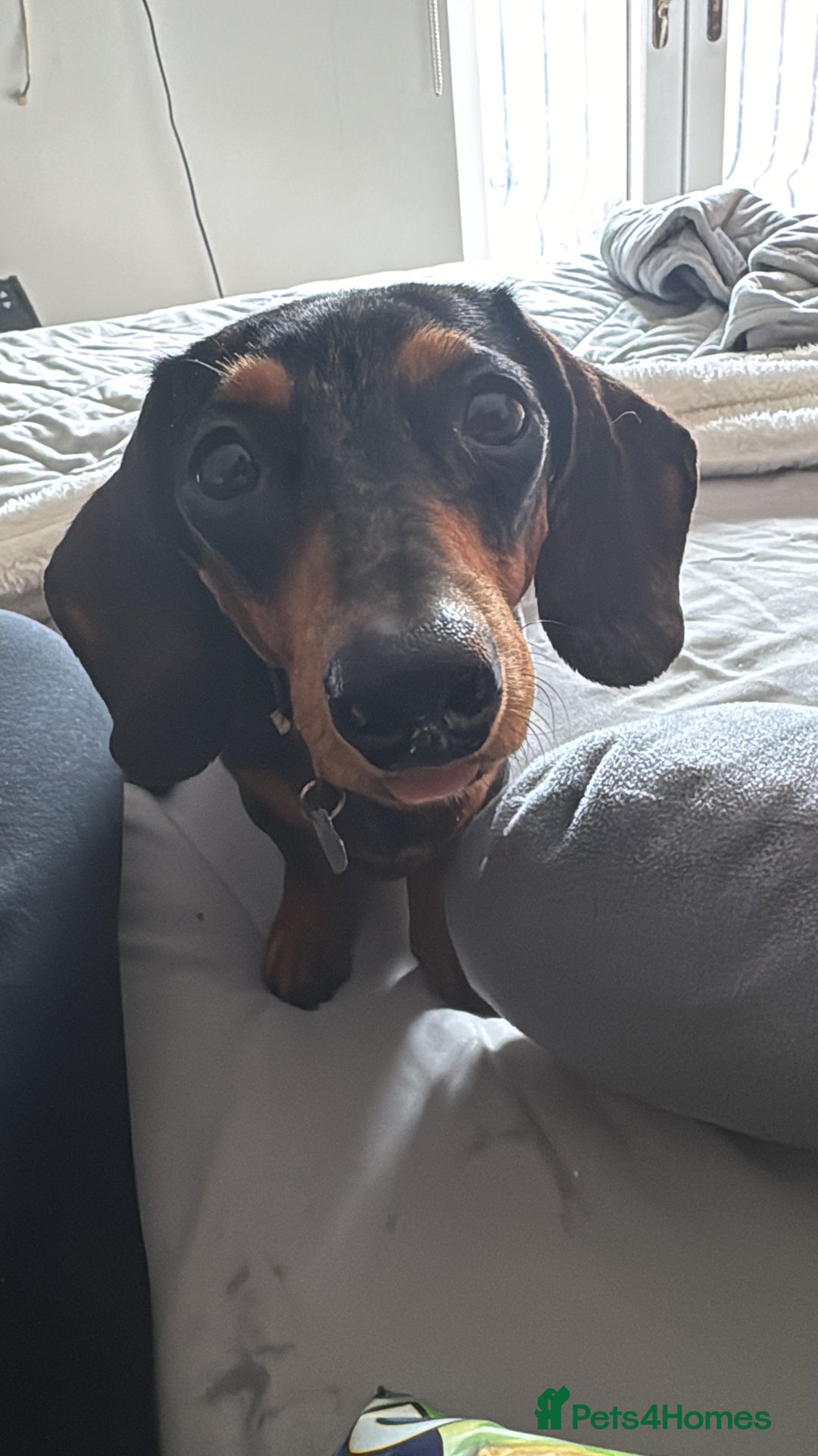 Miniature Dachshund dogs for sale: Miniature dachshund puppies - Image 18