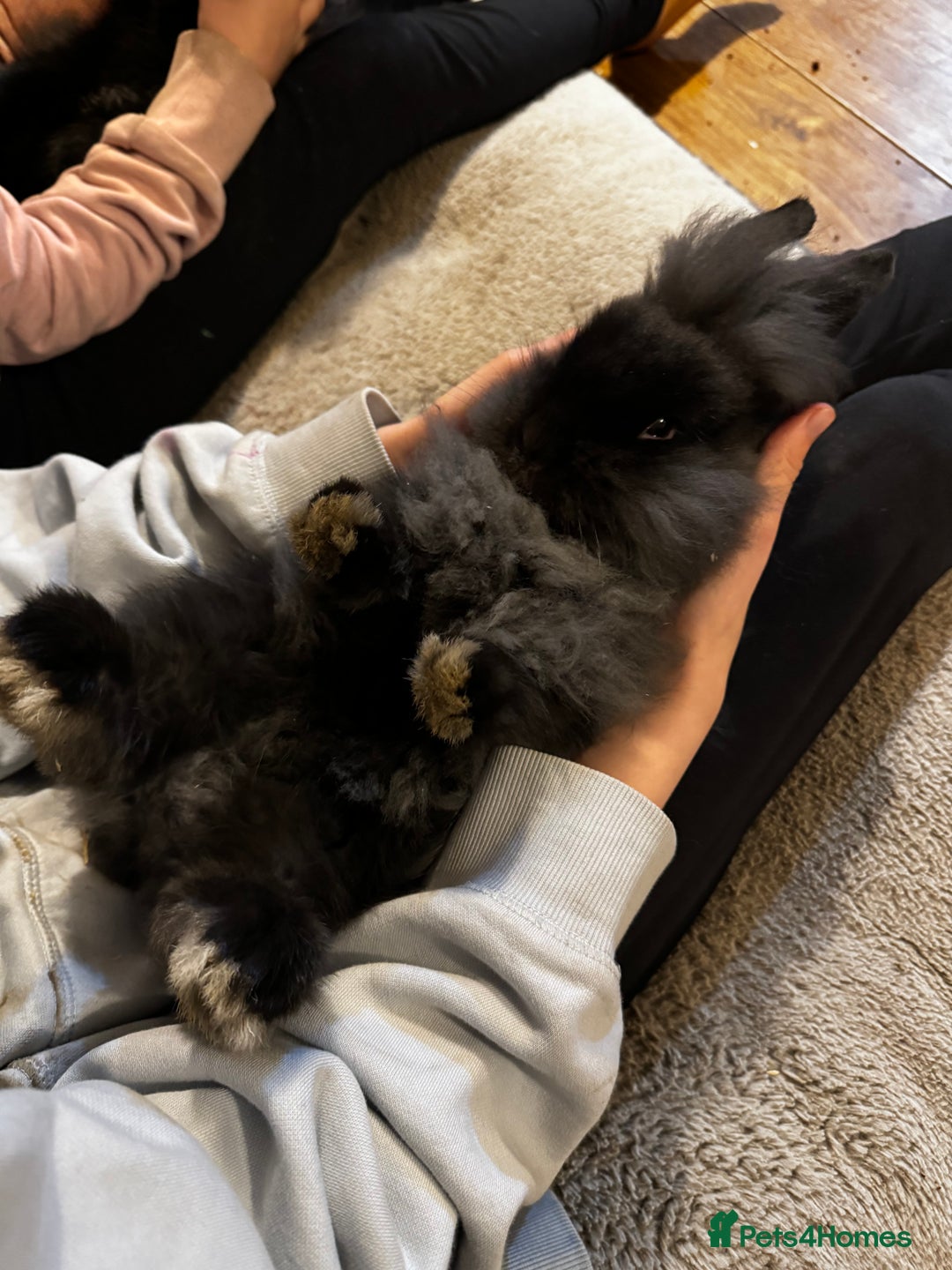 Mini Lion Lop rabbits for sale: 🩷🩵 Mini LionLops 🩵🩷 2 Available 🩷🩵 - Advert 1