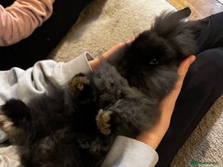 Mini Lion Lop rabbits 🩷🩵 Mini LionLops 🩵🩷 2 Available 🩷🩵 - Advert 6