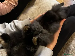 Mini Lion Lop rabbits 🩷🩵 Mini LionLops 🩵🩷 2 Available 🩷🩵 - Advert 8