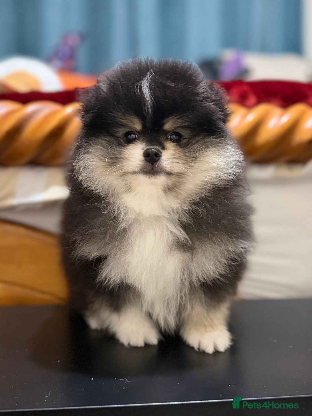 Pomeranian dogs for sale: Beautiful Pomeranian Puppies – Ready Now - Advert 3