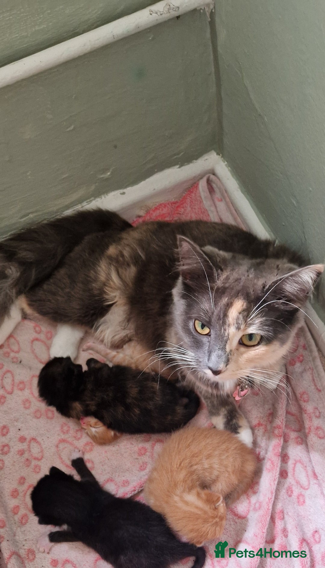 Mixed Breed cats for sale: Beautiful adorable kittens 💙🩵🩷 - Image 5