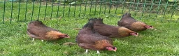 Chickens poultry for sale: Welsummer bantam hens - Advert 1