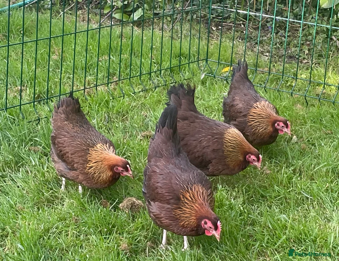 Chickens poultry for sale: Welsummer bantam hens - Advert 1
