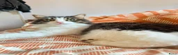 Mixed Breed cats for sale: Bonded pair - Advert 6