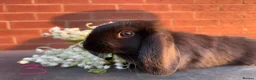 Mini Lop rabbits for sale: 🥕🐰Beautiful mini lops🐰🥕 - Advert 7