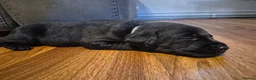 Labrador Retriever dogs for sale: Labrador black puppies  - Advert 9