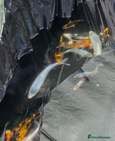 Koi Carp fish - Advert 2