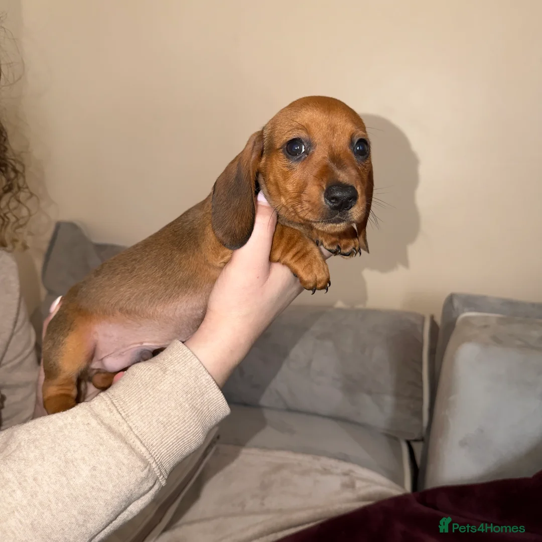 Miniature Dachshund dogs for sale: Miniature Dachshunds - Advert 3