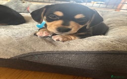 Mixed Breed dogs for sale: Miniature dachshund cross Jug - Image 2