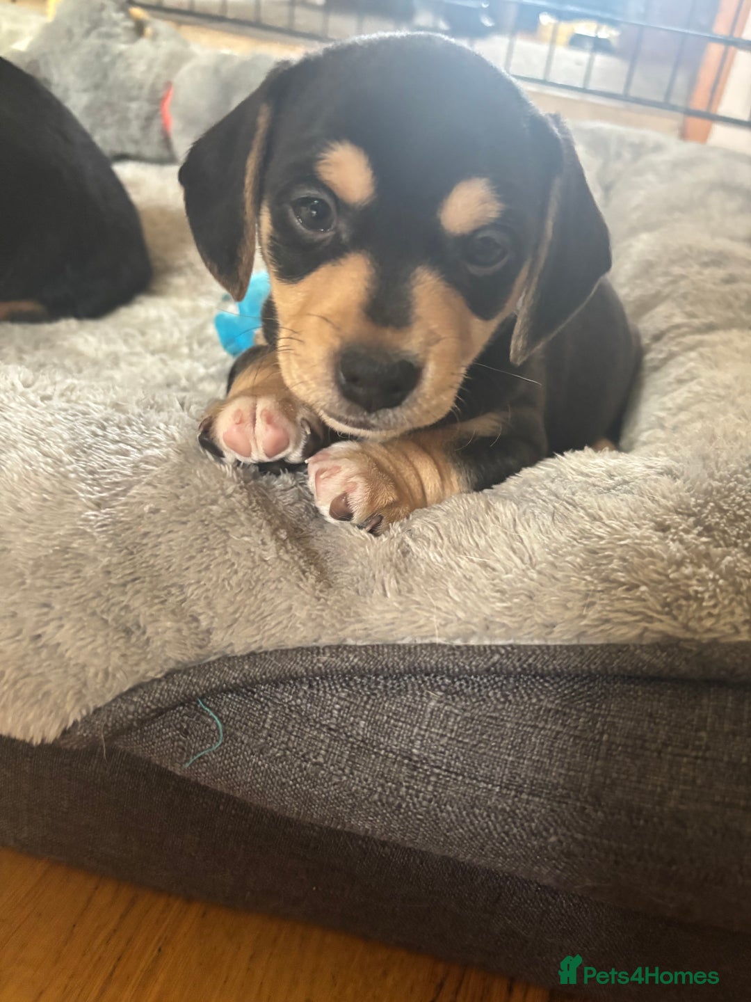 Mixed Breed dogs for sale: Miniature dachshund cross Jug - Image 2
