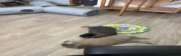 Mini Lop rabbits for sale: Two mini lops for sale  - Advert 4