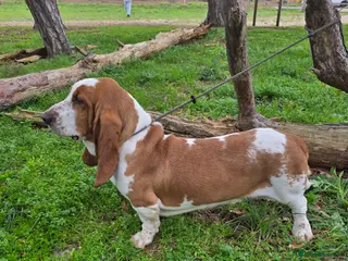 Basset Hound dogs Red & White KC Reg Basset Hound For Stud - Advert 14