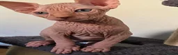 Sphynx cats for sale: ✨ Exceptional Sphynx Kittens Available ✨ - Advert 21