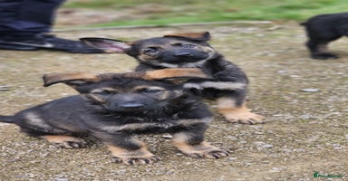 German Shepherd dogs - Advert 3
