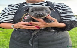 Staffordshire Bull Terrier dogs for sale: Gorgeous KC Reg/Health Tested Blue SBT Puppies - Image 26