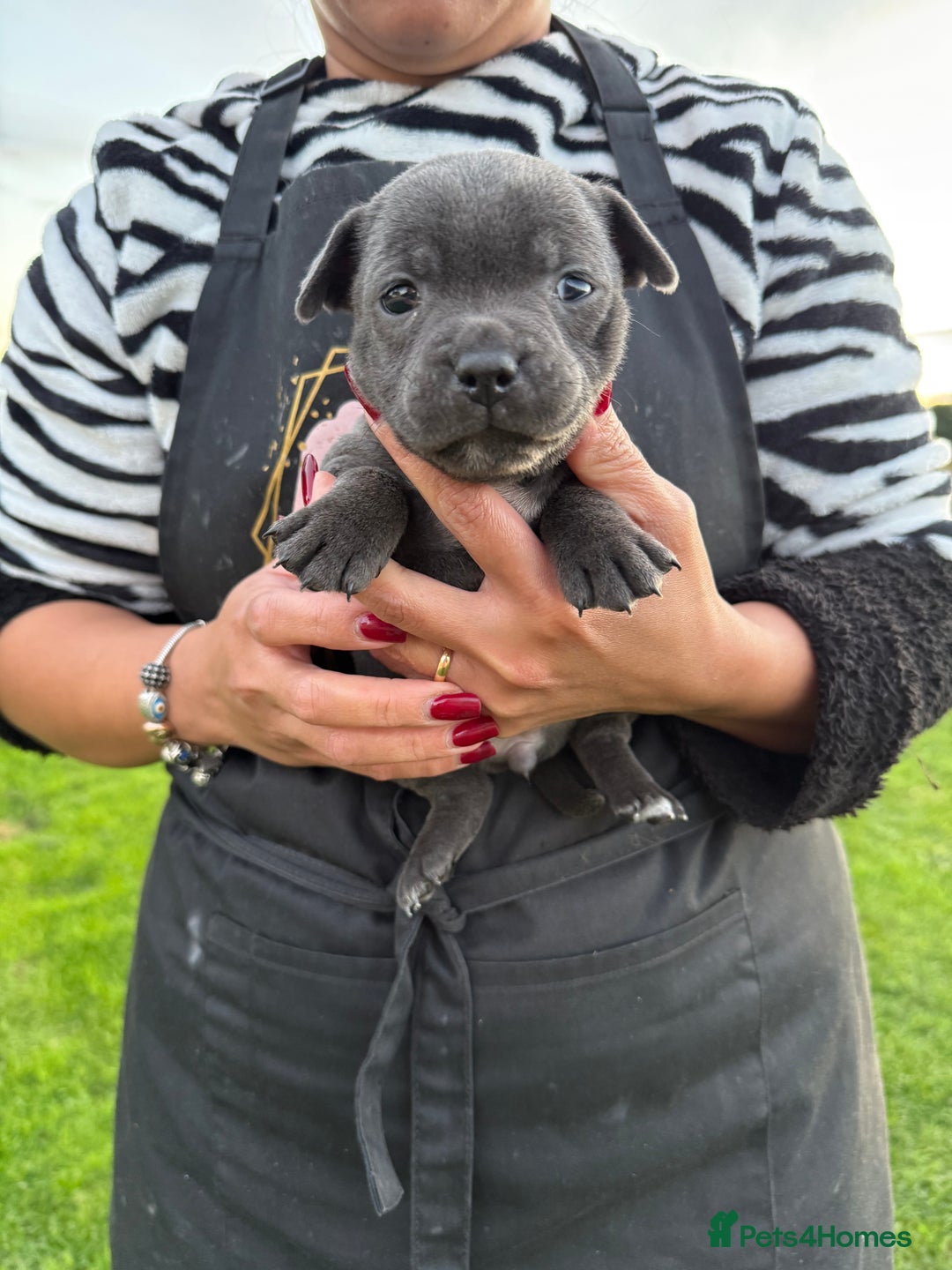 Staffordshire Bull Terrier dogs for sale: Gorgeous KC Reg/Health Tested Blue SBT Puppies - Image 26