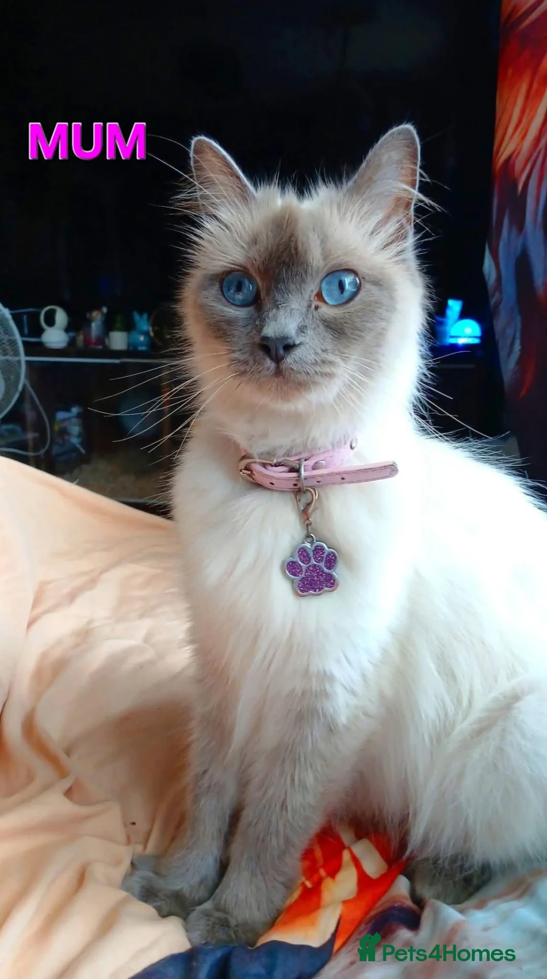 Mixed Breed cats for sale: Ragdoll cross kittens  in Carluke - Advert 9