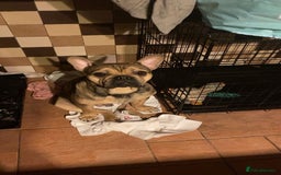 French Bulldog dogs for sale: Male and Female Frenchie for sale - Image 2