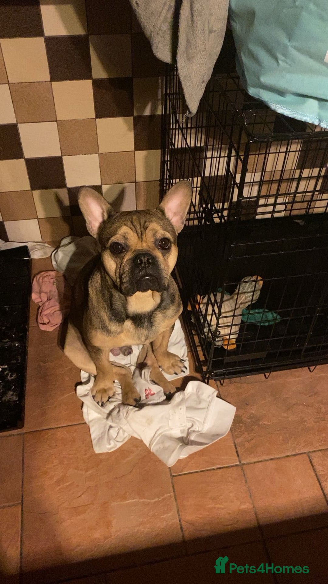French Bulldog dogs for sale: Male and Female Frenchie for sale - Image 2