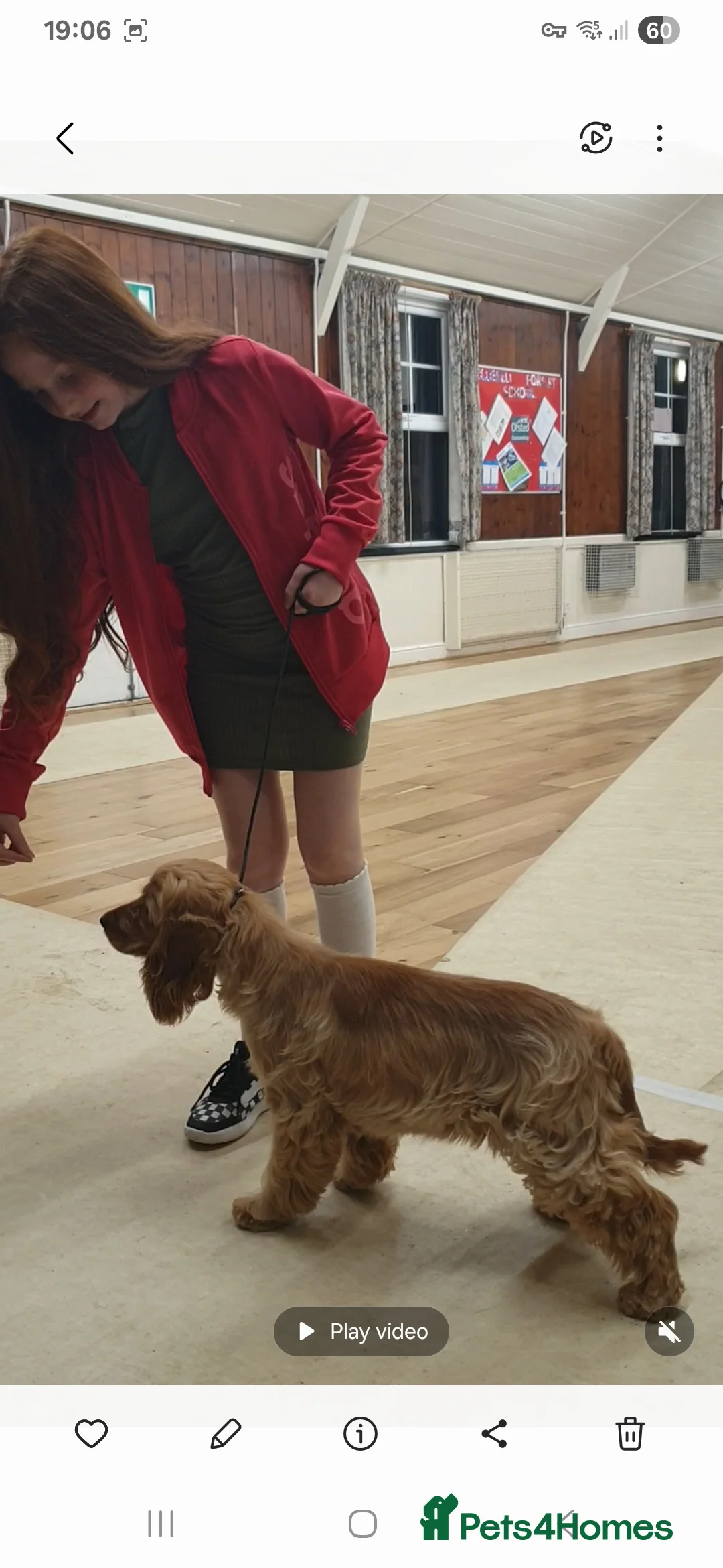 Cocker Spaniel dogs for sale: KC,DNa Clear for Adoption/ looking retirement 🏡  - Advert 7