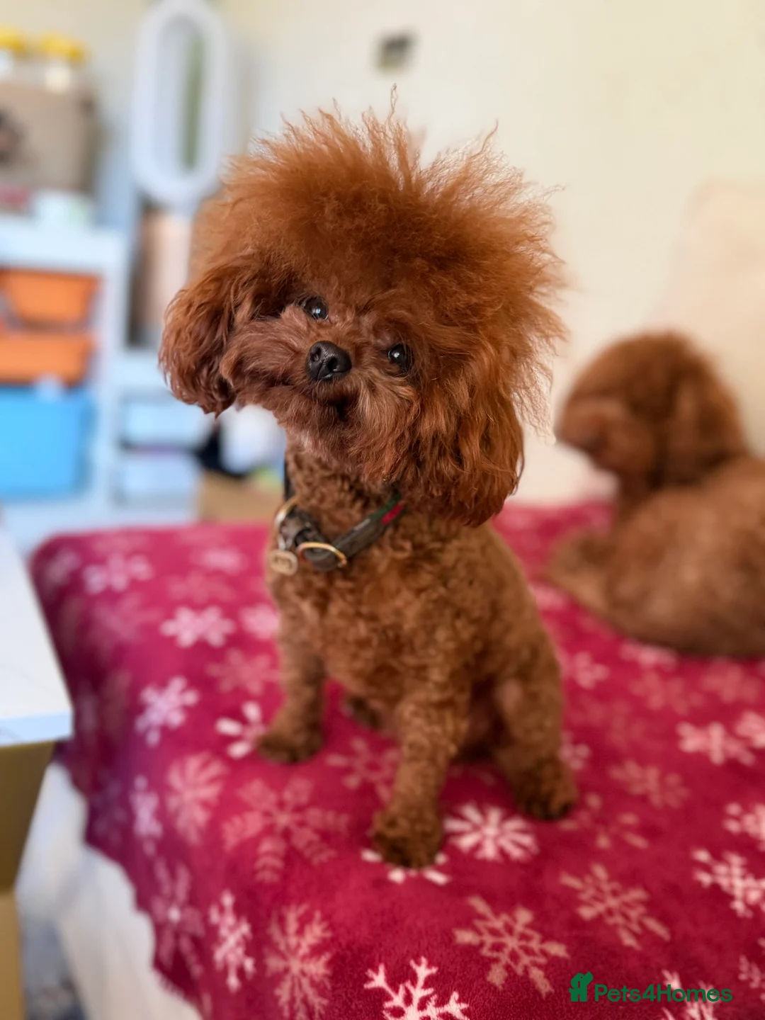 Poodle dogs for sale: Asian poodle boy for sale  - Advert 1