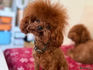 Poodle dogs Asian poodle boy for sale - Advert 17