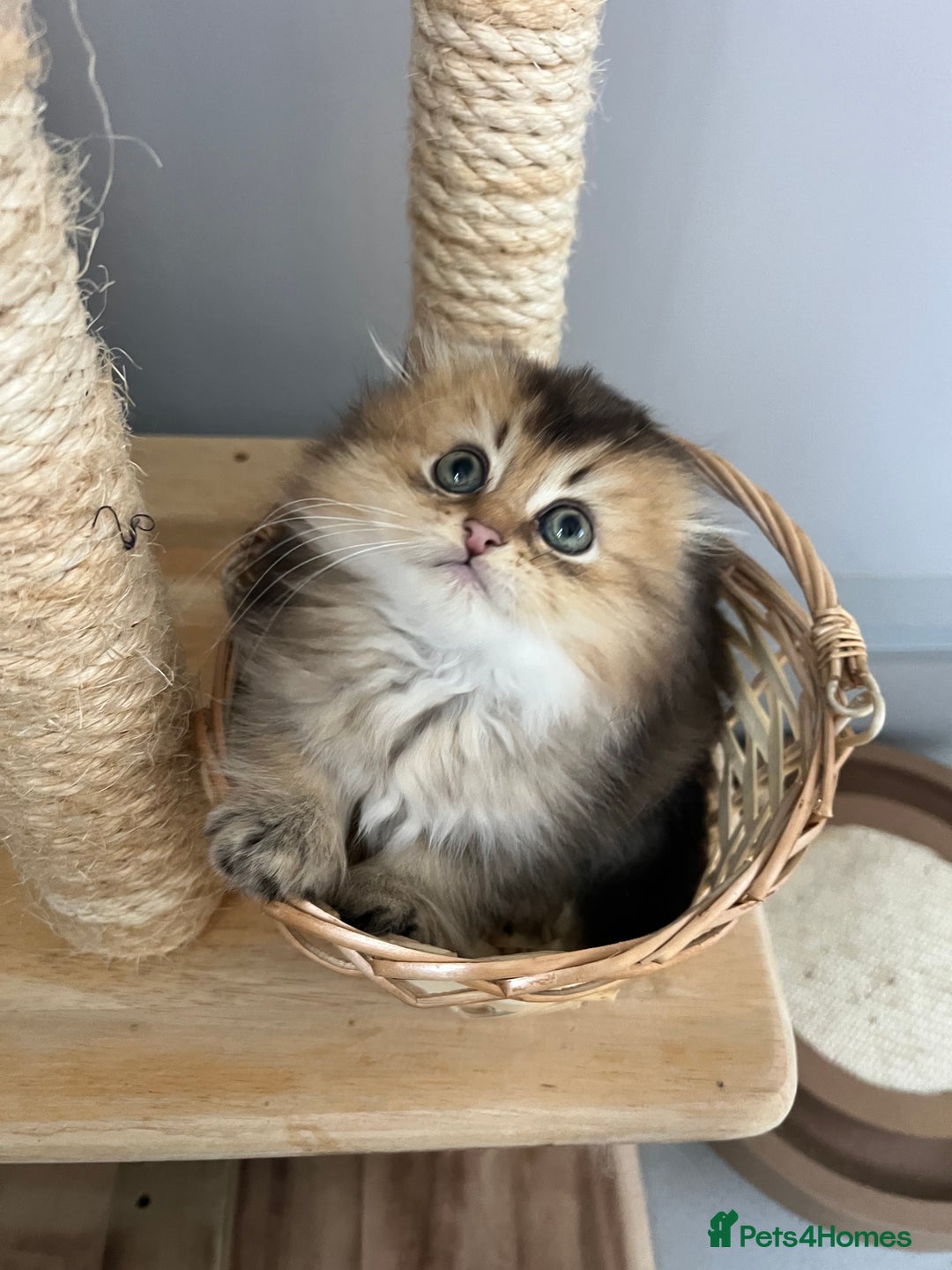 Scottish Fold cats for sale: Pedigree Champion line SFLH girl  in Rainham - Image 19