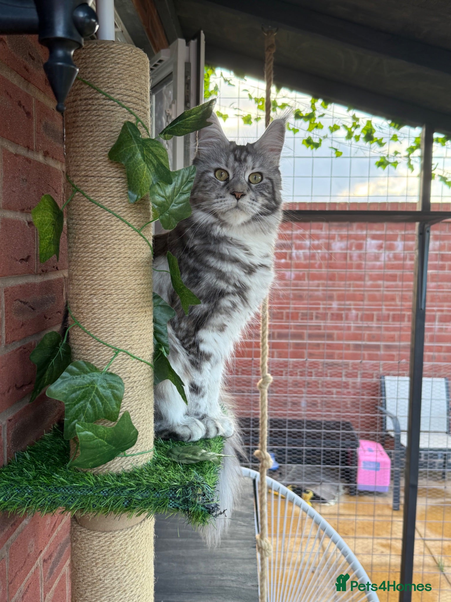 Maine Coon cats Two beautiful Maine coons  - Advert 1