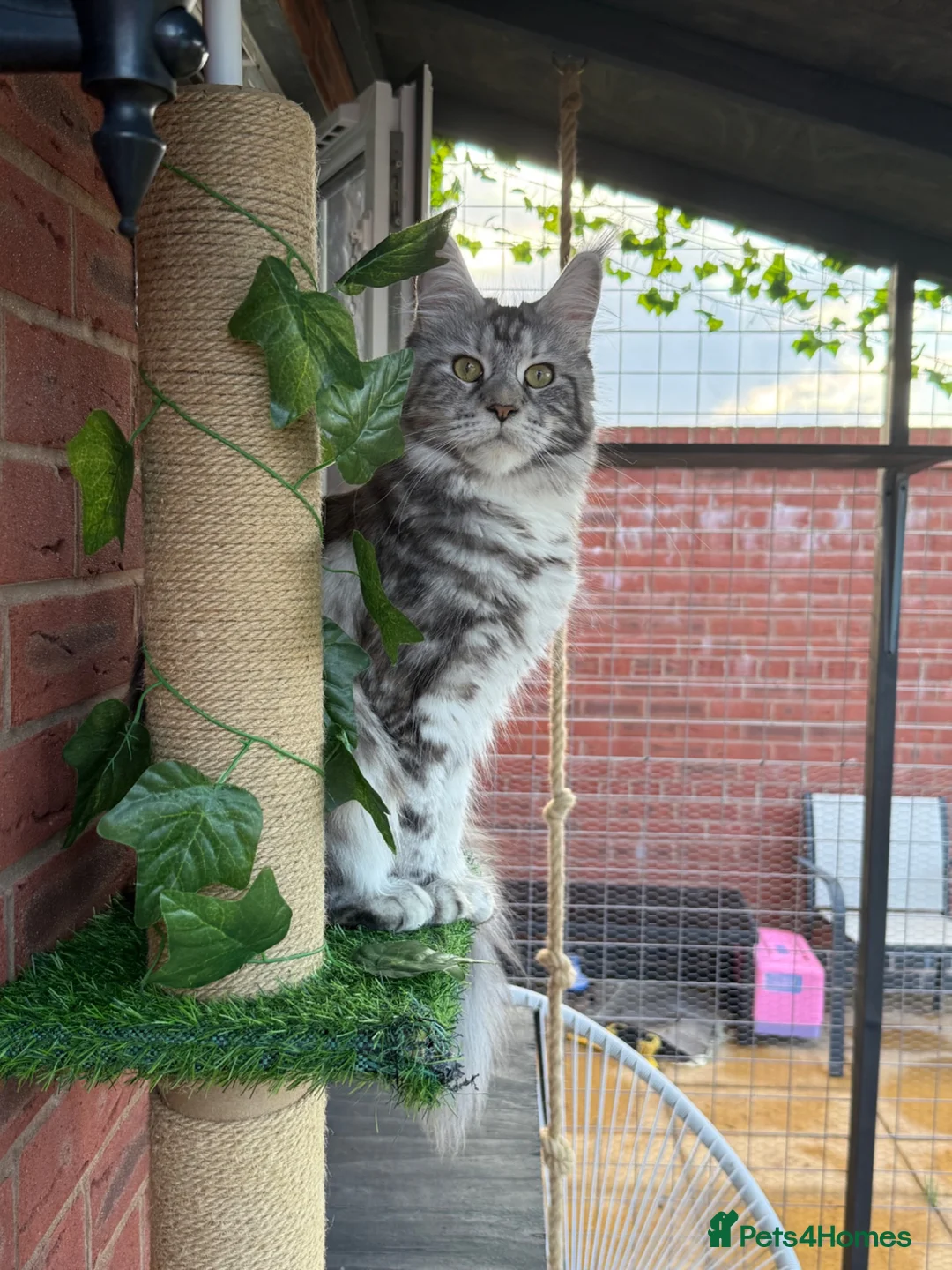 Maine Coon cats for sale: Two beautiful Maine coons  - Advert 1