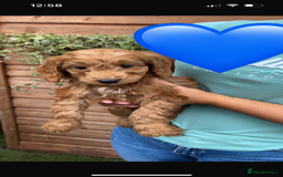 Cockapoo dogs for sale: Cockapoo puppies  - Image 15