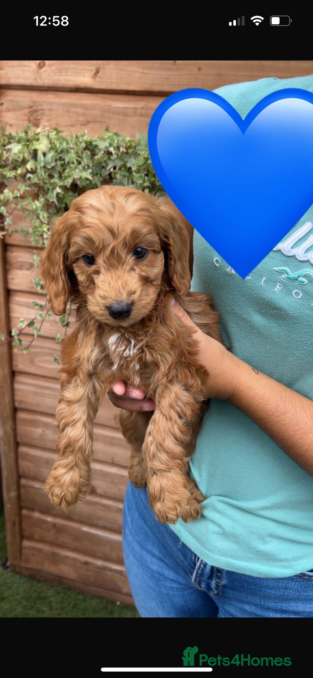 Cockapoo dogs for sale: Cockapoo puppies  - Image 15