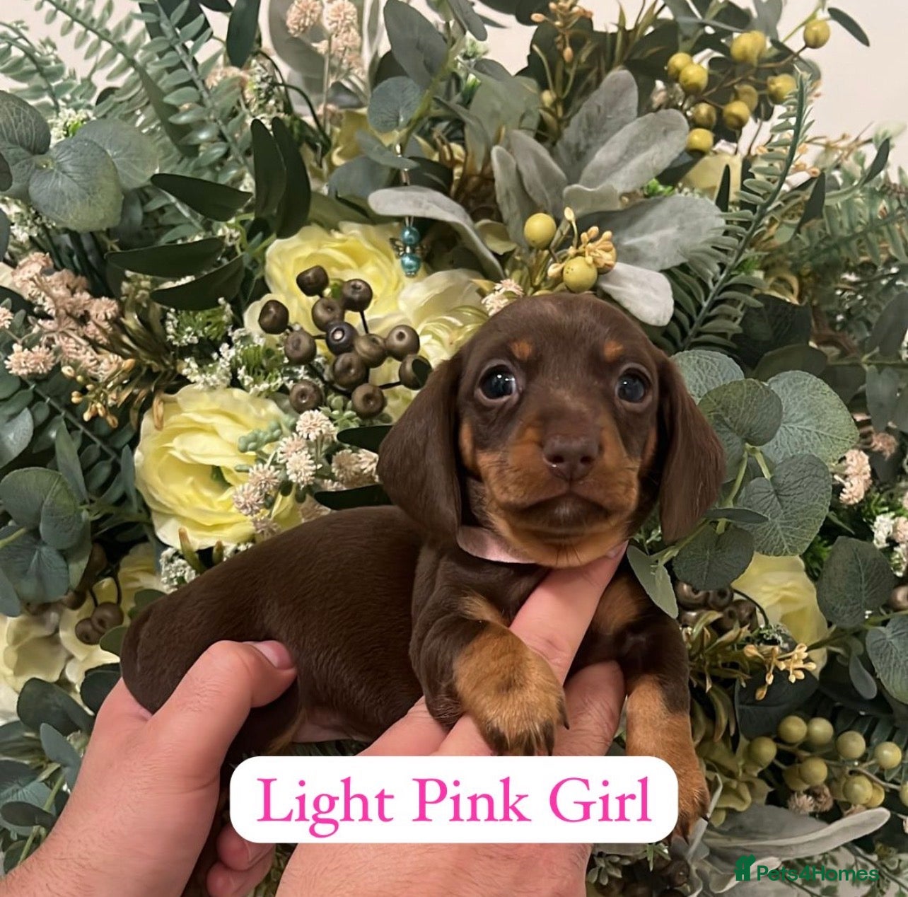 Miniature Dachshund dogs Last girl! miniature dachshund puppy - Advert 4