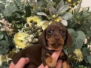 Miniature Dachshund dogs Last girl! miniature dachshund puppy - Advert 1