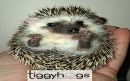 Pygmy Hedgehog rodents for sale: Handsome boys available-new pics added 5/8 - Image 5